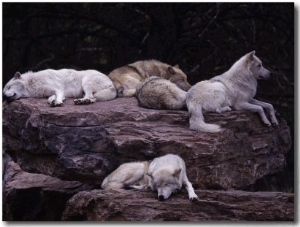 Gray Wolf, Canis Lupus