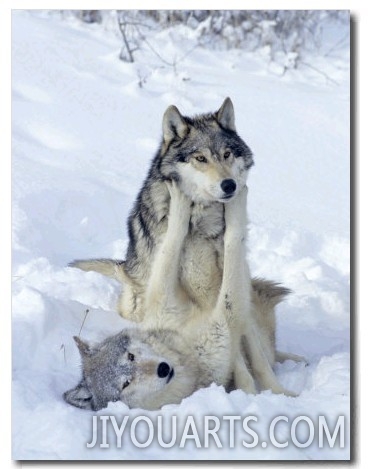 Gray Wolves, Show of Dominance Among Pack, Montana