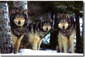 Wolves