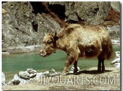 Domestic Yak, Khumbu Everest Region, Nepal