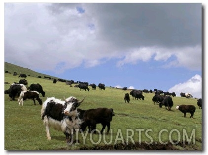 Herd of Yak, Including a White Yak, Lake Son Kul, Kyrgyzstan, Central Asia