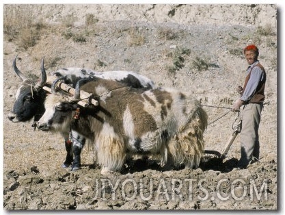 Yak Drawn Plough in Barley Field High on Tibetan Plateau, Tibet, China