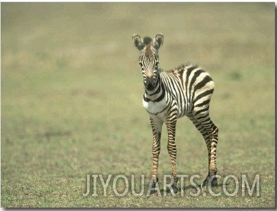 Burchells Zebra, Equus Burchelli Baby Masai Mara NR, Kenya