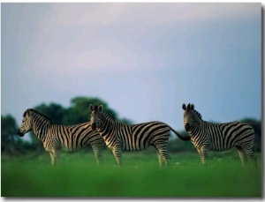 Portrait of Three Zebras in Profile