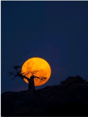 Baobab Tree on Mmamagwa Hill at Moonrise, Northern Tuli Game Reserve, Botswana