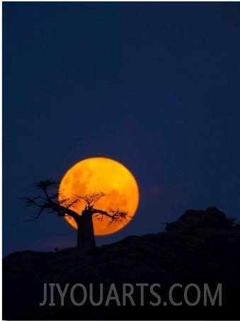 Baobab Tree on Mmamagwa Hill at Moonrise, Northern Tuli Game Reserve, Botswana