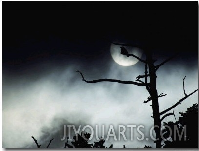 Dead Tree Silhouetted against a Full Moon