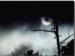 Dead Tree Silhouetted against a Full Moon