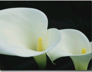 Close View of a Pair of Calla Lilies