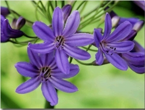 Close up of Lilac Blue Flowers