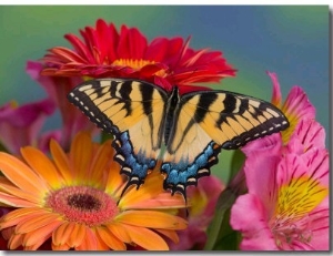 Eastern Tiger Swallowtail Female on Gerber Daisies, Sammamish