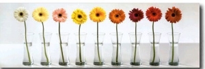 Gerbera Spectrum