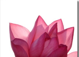 Lotus Flower in Full Bloom