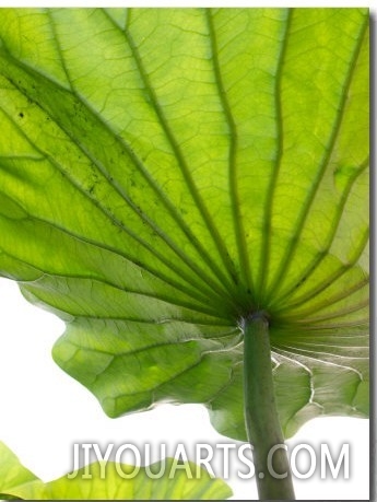 Lotus Leaf Texture