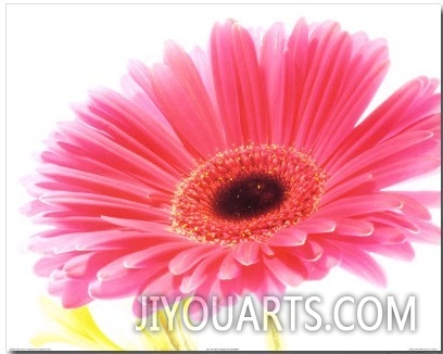 Magenta Gerbera