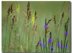 Prairie Grasses and Prairie Flowers