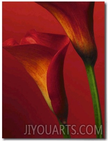 Red Calla Lilies