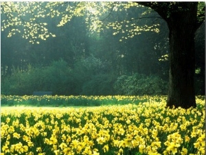 Spring Garden, Narcissus, Tree Bright Sunshine France Narcissi Paris