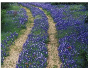 Tracks in Bluebonnets, near Marble Falls, Texas, USA