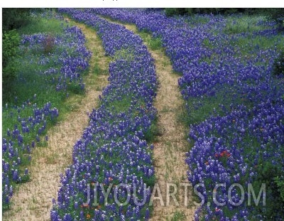 Tracks in Bluebonnets, near Marble Falls, Texas, USA