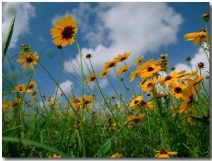 Wild Sunflowers in a Field