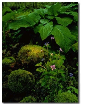 Blue Violets, Mosses, and Skunk Cabbage in a Red Maple Swamp