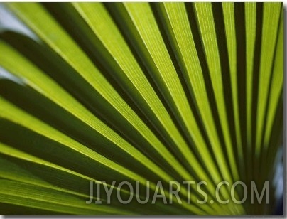 A Close View of Sunlight Shining Through the Leaves of a Palm Tree