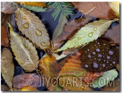 Autumn Leaves Float in a Pond at the Japanese Garden of Portland, Oregon, Tuesday, October 24, 2006