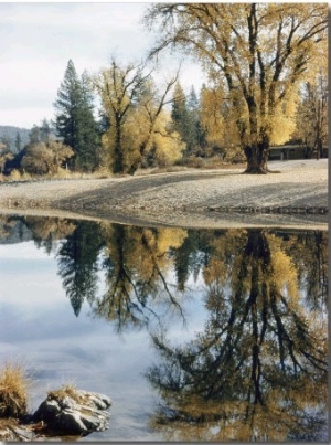 Autumn Leaves Growing Along a Gravel Riverbank Add Color to the Sacramento River