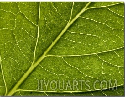 Close View of a Hydrangea Leaf, Groton, Connecticut