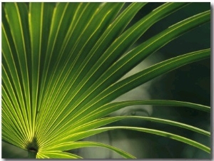 Close View of a Palm Frond