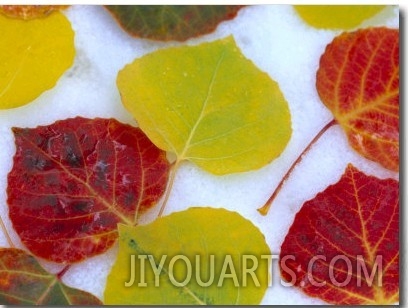 Colorful Aspen Leaves on Snow, Colorado, USA