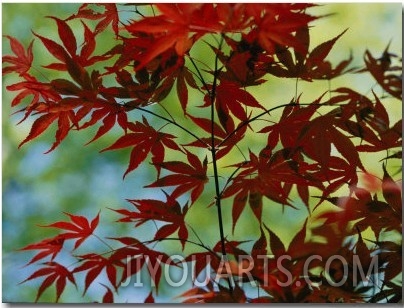 Japanese Maple Leaves