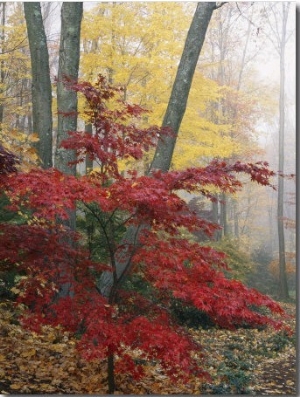 Japanese Maple Leaves in the Fall