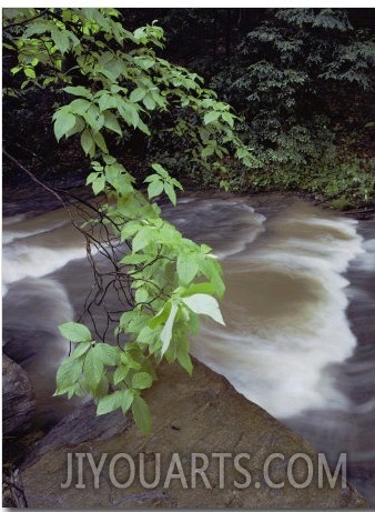 Leaves, Rocks and a Cascade Make a Scenic View