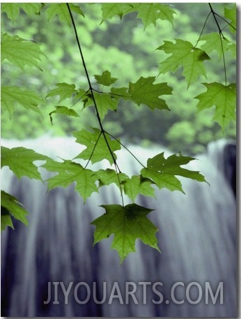 Maple Leaves against a Waterfall Backdrop