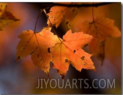 Maple Leaves in the Fall in Middlebury, Vt