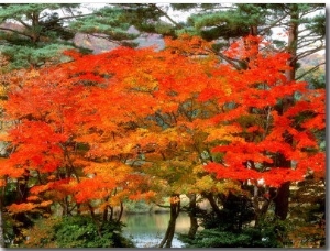 Maple Trees and a Pond