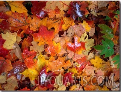 Snow on Autumn Leaves Near Heart Lake in the Adirondak Mountains in Upstate New York, USA