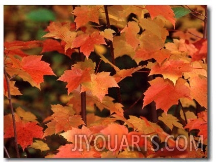 Sugar Maple Leaves in Fall, Vermont, USA