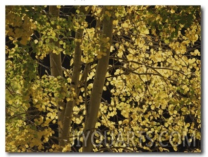 Sunlight on Aspen Leaves, Targhee National Forest, Palisades, Idaho