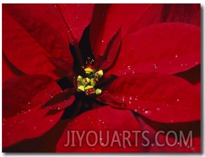 A Close View of Dew Drops on a Poinsettia Plant