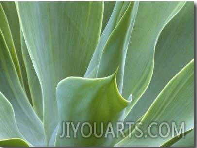 Agave Plant, Maui, Hawaii, USA