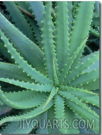 Agave, Leaf Detail, La Corse, France