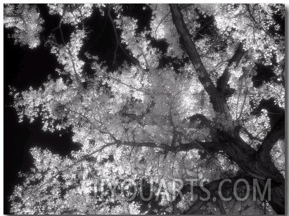 Black and White Infrared Image of Trees, Colorado NM, CO