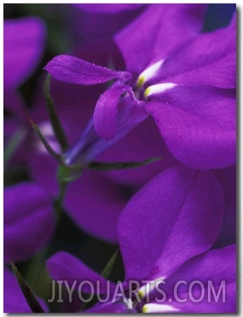 Close up of Purple Flower