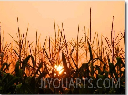 Cornfield at Sunrise