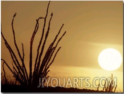 Desert Sunset with Ocotillo, CA