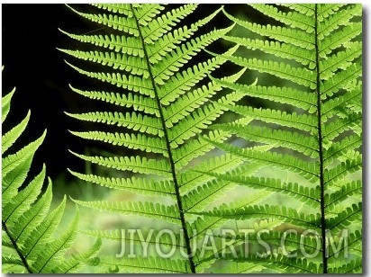 Ferns, Male, Scotland