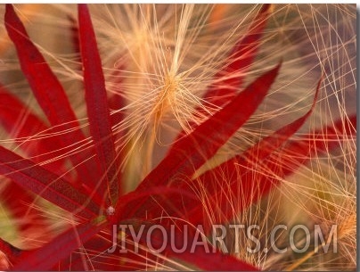 Fireweed and Wild Barley in Denali National Park, Alaska, USA